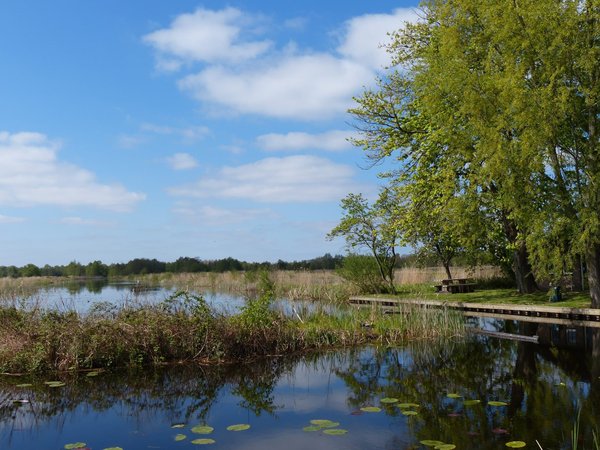 Comment les zones humides contribuent-elles à l'environnement ?