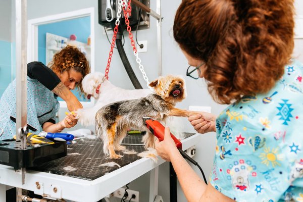 Quelle différence entre un salon de toilettage pour chiens et pour chats ?